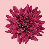 Dahlia Needlepoint Kit Elizabeth Bradley Design Pale Rose 
