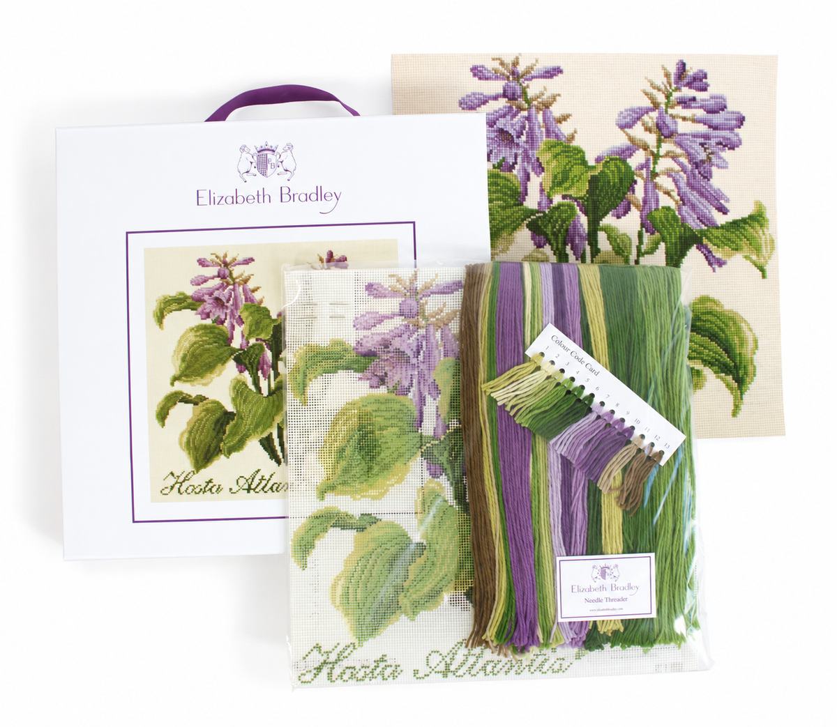 Hosta Atlantis