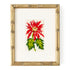 Poinsettia Starter Kit