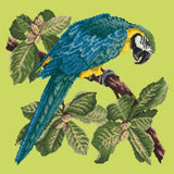 Macaw Needlepoint Kit Elizabeth Bradley Design Pale Lime 