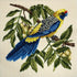 Rosella