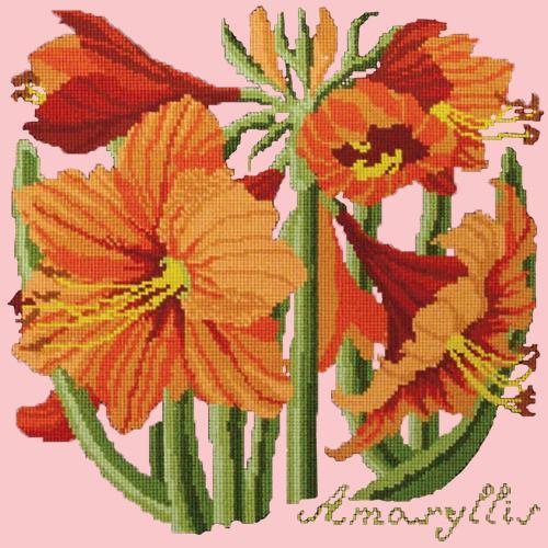 Amaryllis Needlepoint Kit Elizabeth Bradley Design Pale Rose 