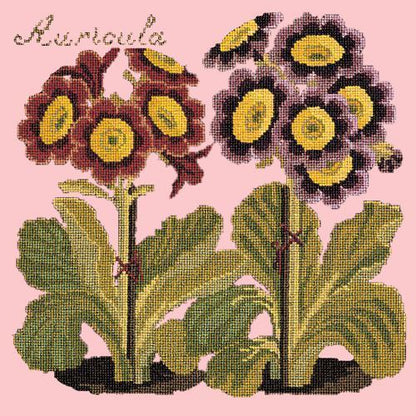 Auricula Needlepoint Kit Elizabeth Bradley Design Pale Rose 