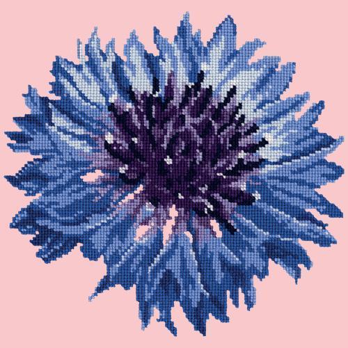 Cornflower Needlepoint Kit Elizabeth Bradley Design Pale Rose 