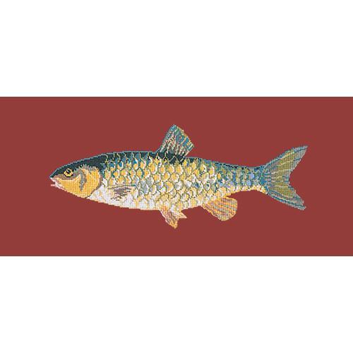 freshwater chub fish