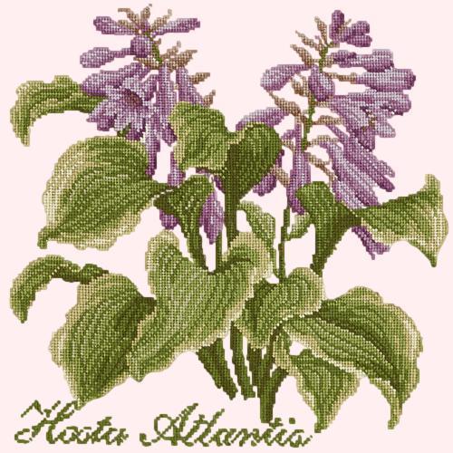 Hosta Atlantis Needlepoint Kit Elizabeth Bradley Design 