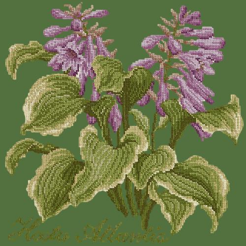 Hosta Atlantis Needlepoint Kit Elizabeth Bradley Design Dark Green 