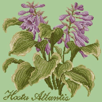 Hosta Atlantis Needlepoint Kit Elizabeth Bradley Design Pale Green 