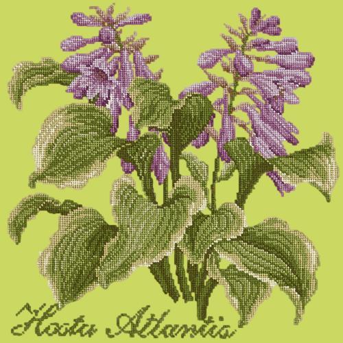 Hosta Atlantis Needlepoint Kit Elizabeth Bradley Design Pale Lime 