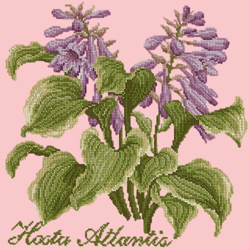 Hosta Atlantis Needlepoint Kit Elizabeth Bradley Design Pale Rose 