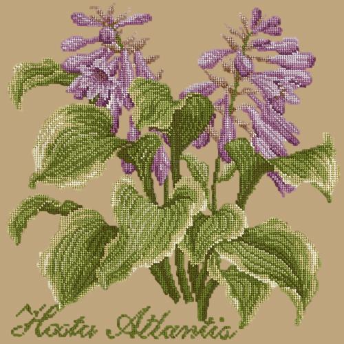 Hosta Atlantis Needlepoint Kit Elizabeth Bradley Design Sand 