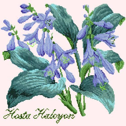 Hosta Halcyon Needlepoint Kit Elizabeth Bradley Design 