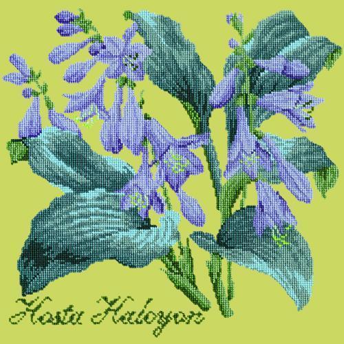 Hosta Halcyon Needlepoint Kit Elizabeth Bradley Design Pale Lime 