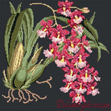 Odontoglossum (Tiger Orchid) Needlepoint Kit Elizabeth Bradley Design 