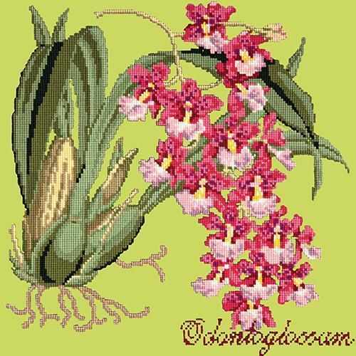Odontoglossum (Tiger Orchid) Needlepoint Kit Elizabeth Bradley Design Pale Lime 