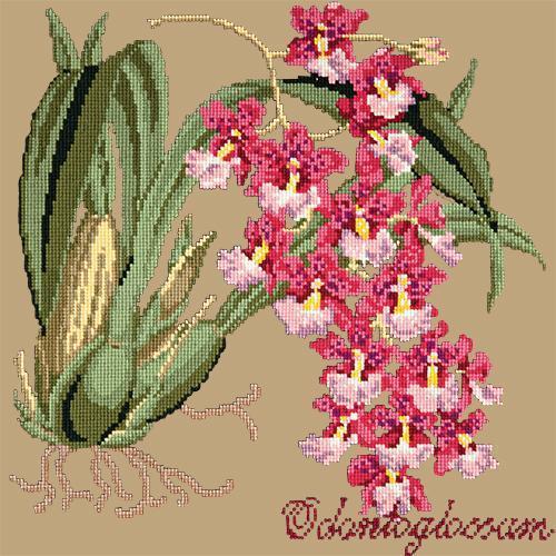 Odontoglossum (Tiger Orchid) Needlepoint Kit Elizabeth Bradley Design Sand 