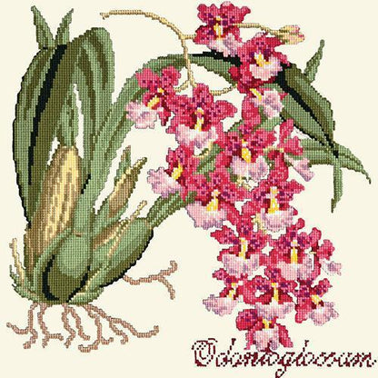 Odontoglossum (Tiger Orchid) Needlepoint Kit Elizabeth Bradley Design Winter White 