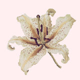Oriental Lily Needlepoint Kit Elizabeth Bradley Design Cream 