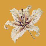 Oriental Lily Needlepoint Kit Elizabeth Bradley Design Yellow 