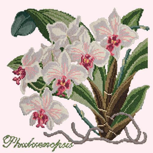 Phalaenopsis (Moth Orchid) Needlepoint Kit Elizabeth Bradley Design Cream 