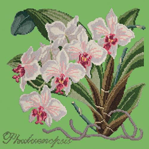 Phalaenopsis (Moth Orchid) Needlepoint Kit Elizabeth Bradley Design Grass Green 