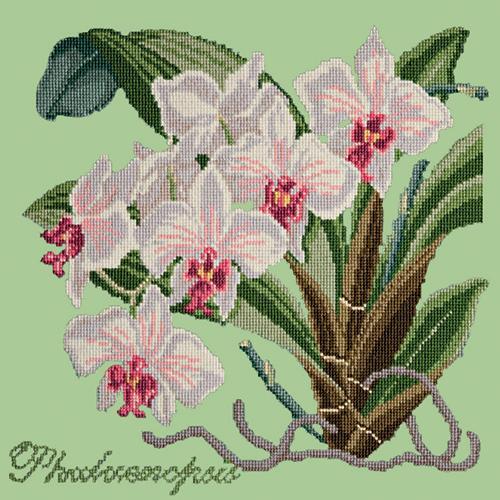Phalaenopsis (Moth Orchid) Needlepoint Kit Elizabeth Bradley Design Pale Green 