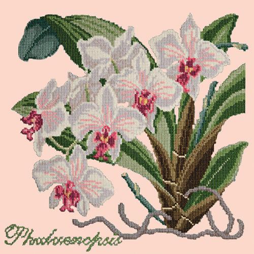 Phalaenopsis (Moth Orchid) Needlepoint Kit Elizabeth Bradley Design Salmon Pink 