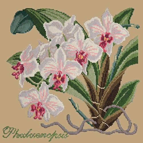 Phalaenopsis (Moth Orchid) Needlepoint Kit Elizabeth Bradley Design Sand 